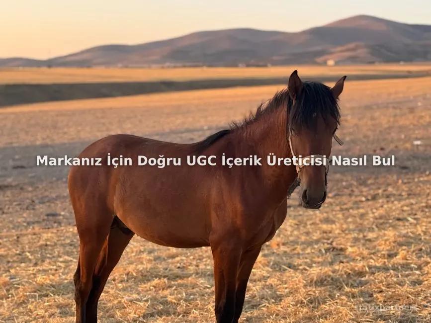 Markanız İçin Doğru UGC İçerik Üreticisi Nasıl Bulunur ve Yönetilir?